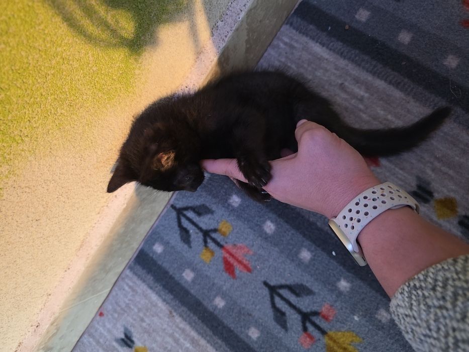 Adopție motănel jucăuș