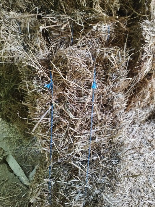 Baloti trifoi lucerna