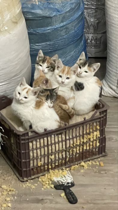 Котята  бесплатно