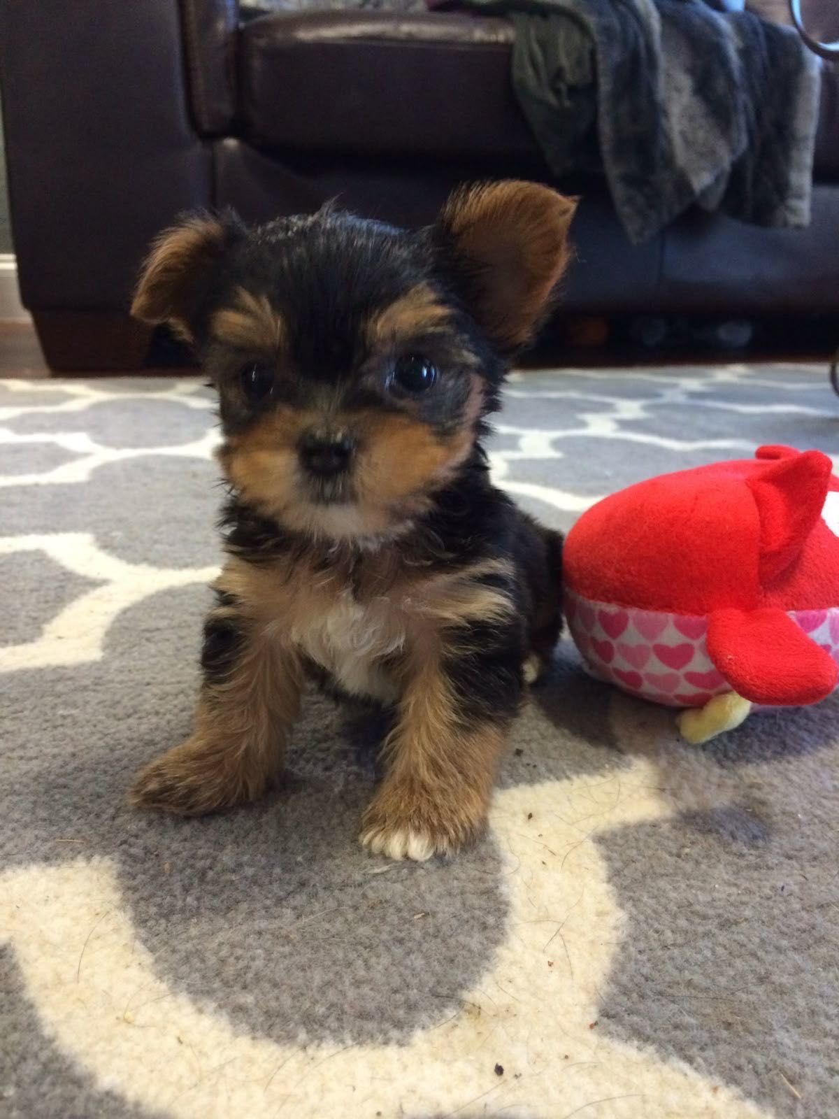Yorkshire terrier talie mica