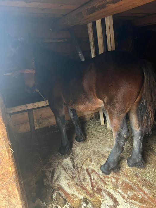 Vând manza frumoasa