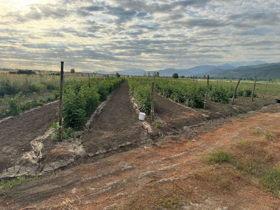 Продам землю 1 га