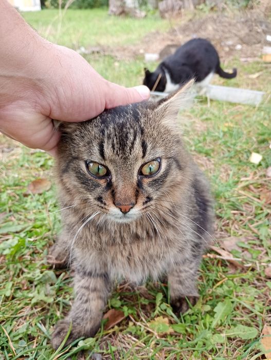 Pisicuți spre adopție
