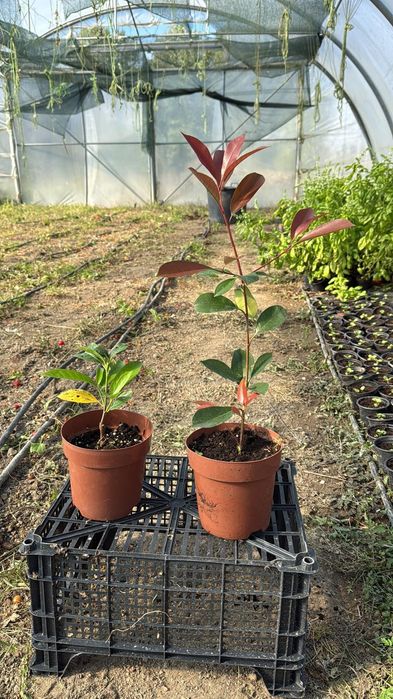 Plante decorative: Photinia, laur, hortensia