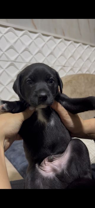 Отдаем в хорошие руки, Джек Рассел перемешка