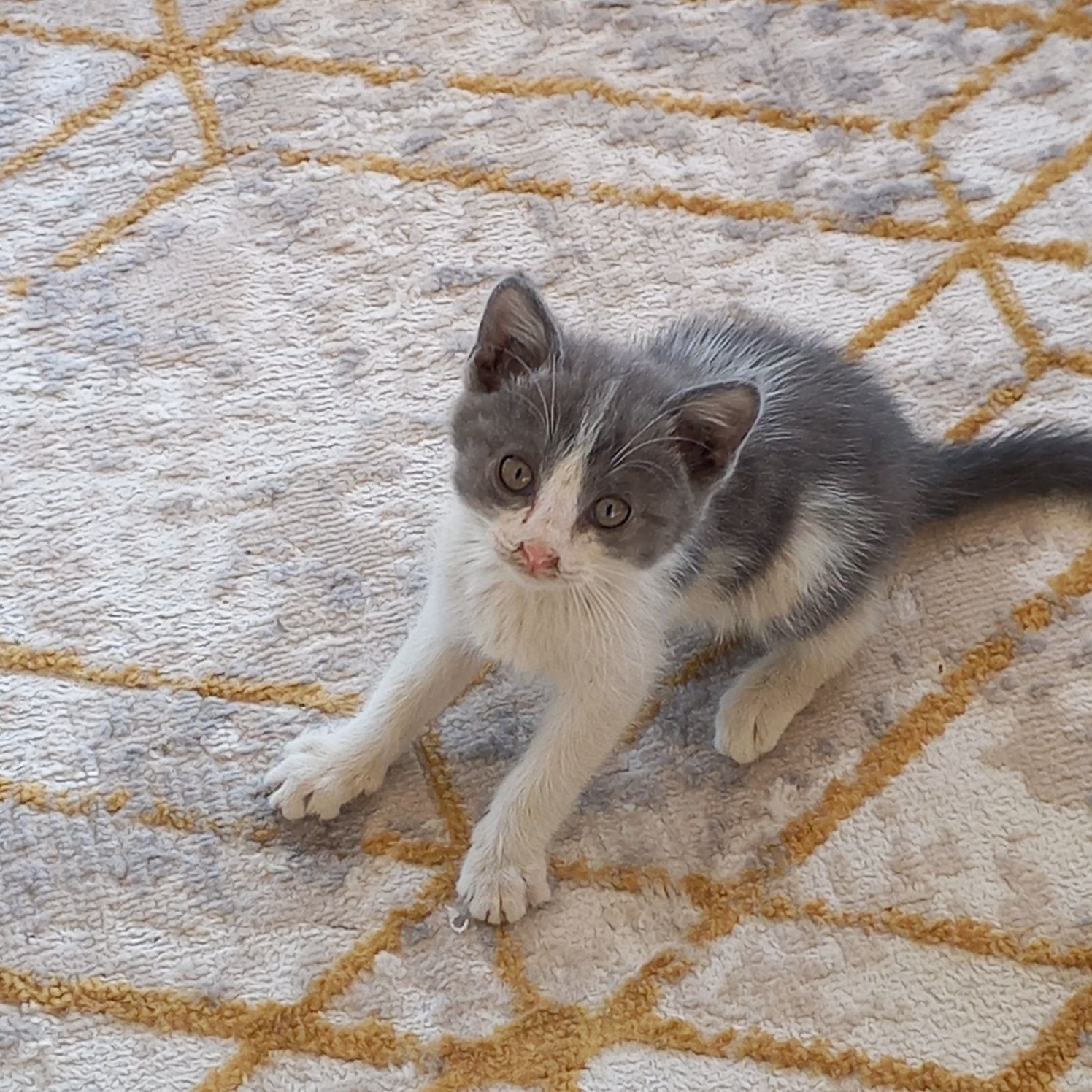Котята чистые ухоженые