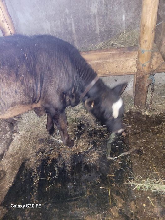 2 taurasi 5 luni în baltat pe rosu și un angus .forte frumoși