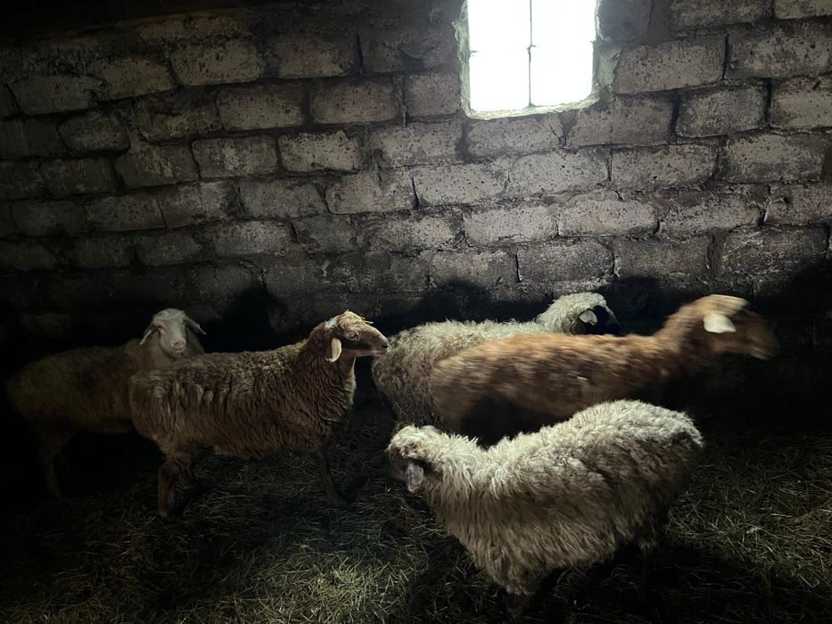 Продам бараны срочно