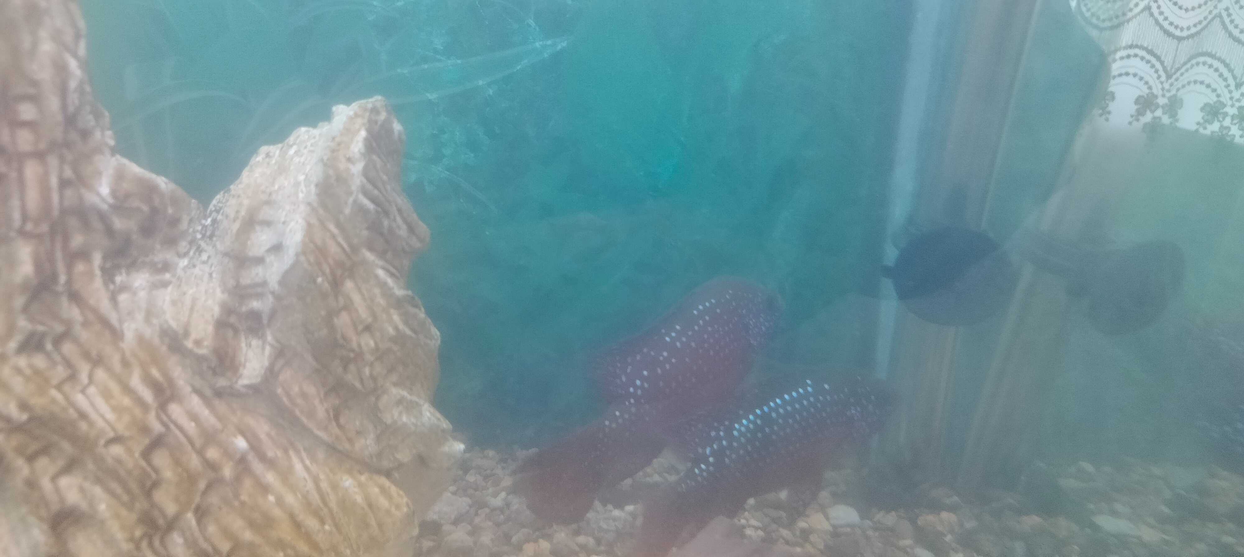 Продаются здоровые, красивые и активные африканки (Jewel Cichlid)