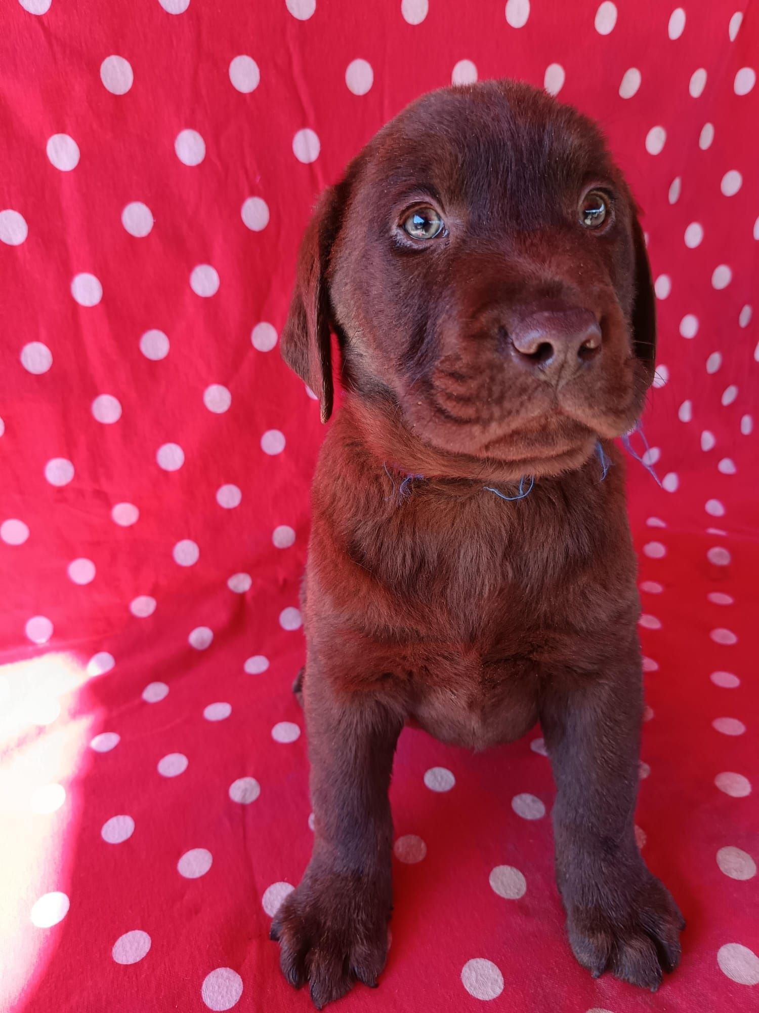 Labrador maro Pedigree