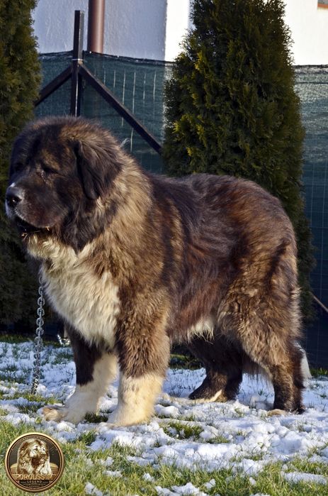 Mascul ciobănesc caucazian