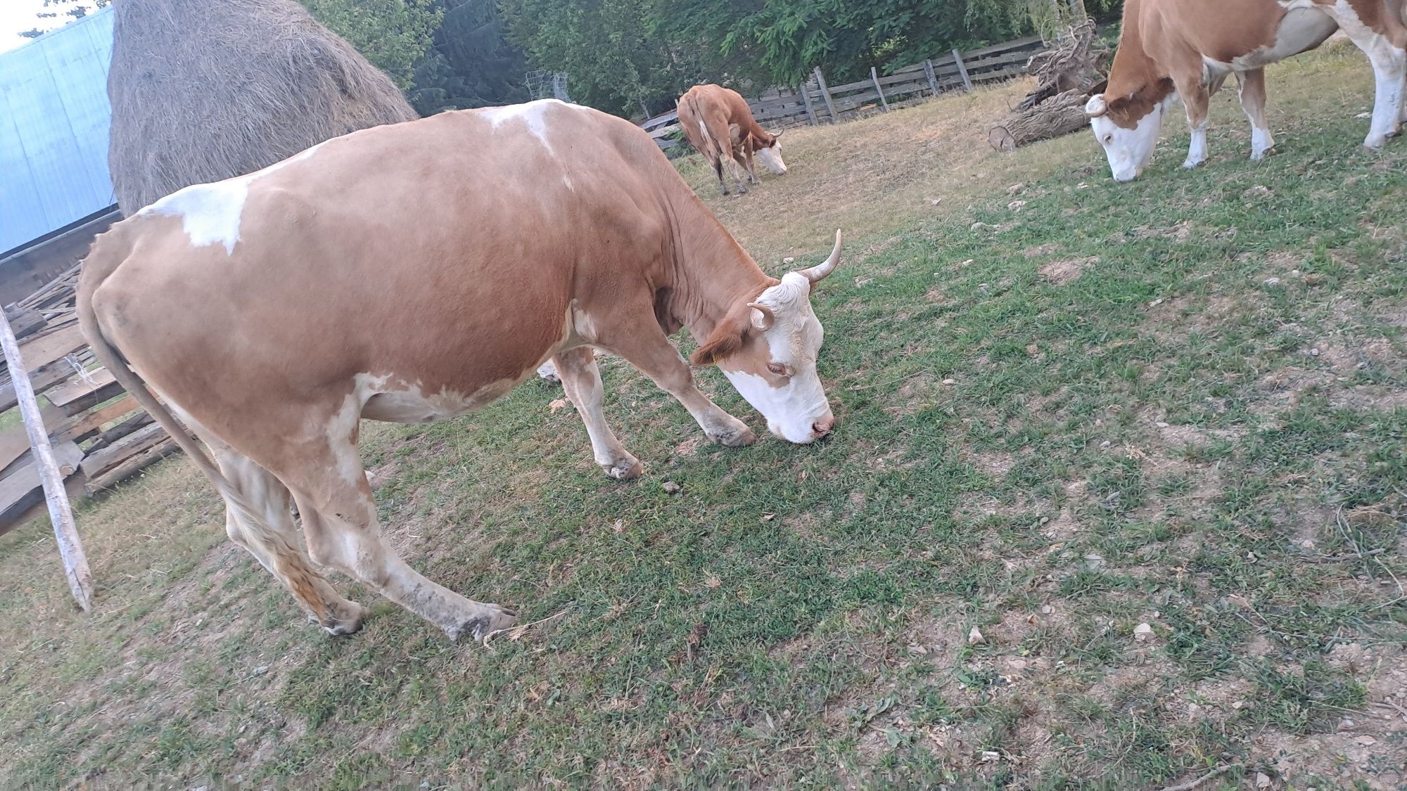 Vând vaca de 5,5 ani