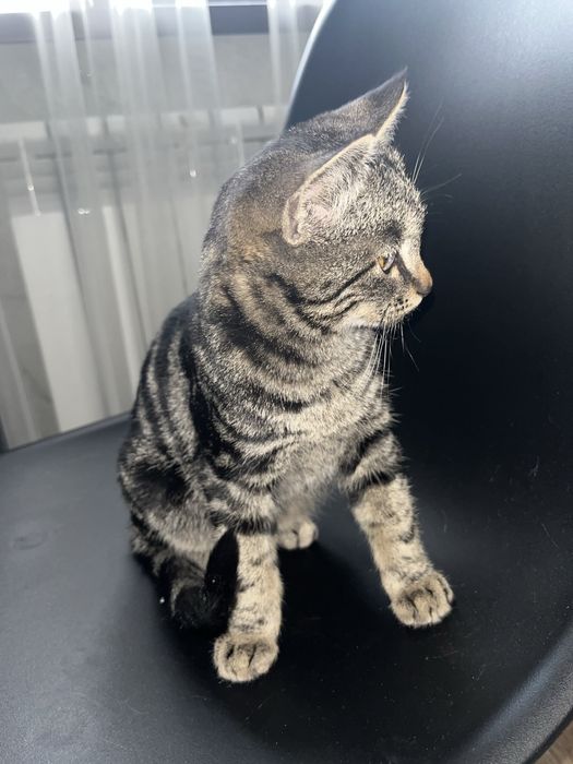 Котенок в добрые ручки пристраивается