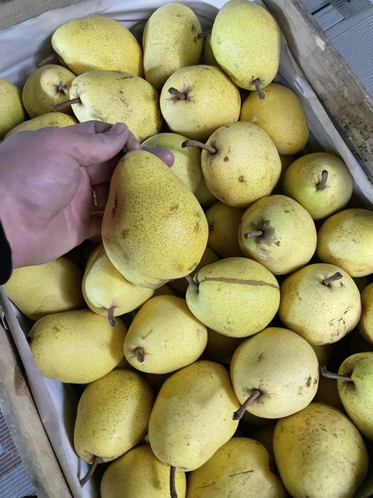 Топ качество до адрес-Картоф, Лук и Круша