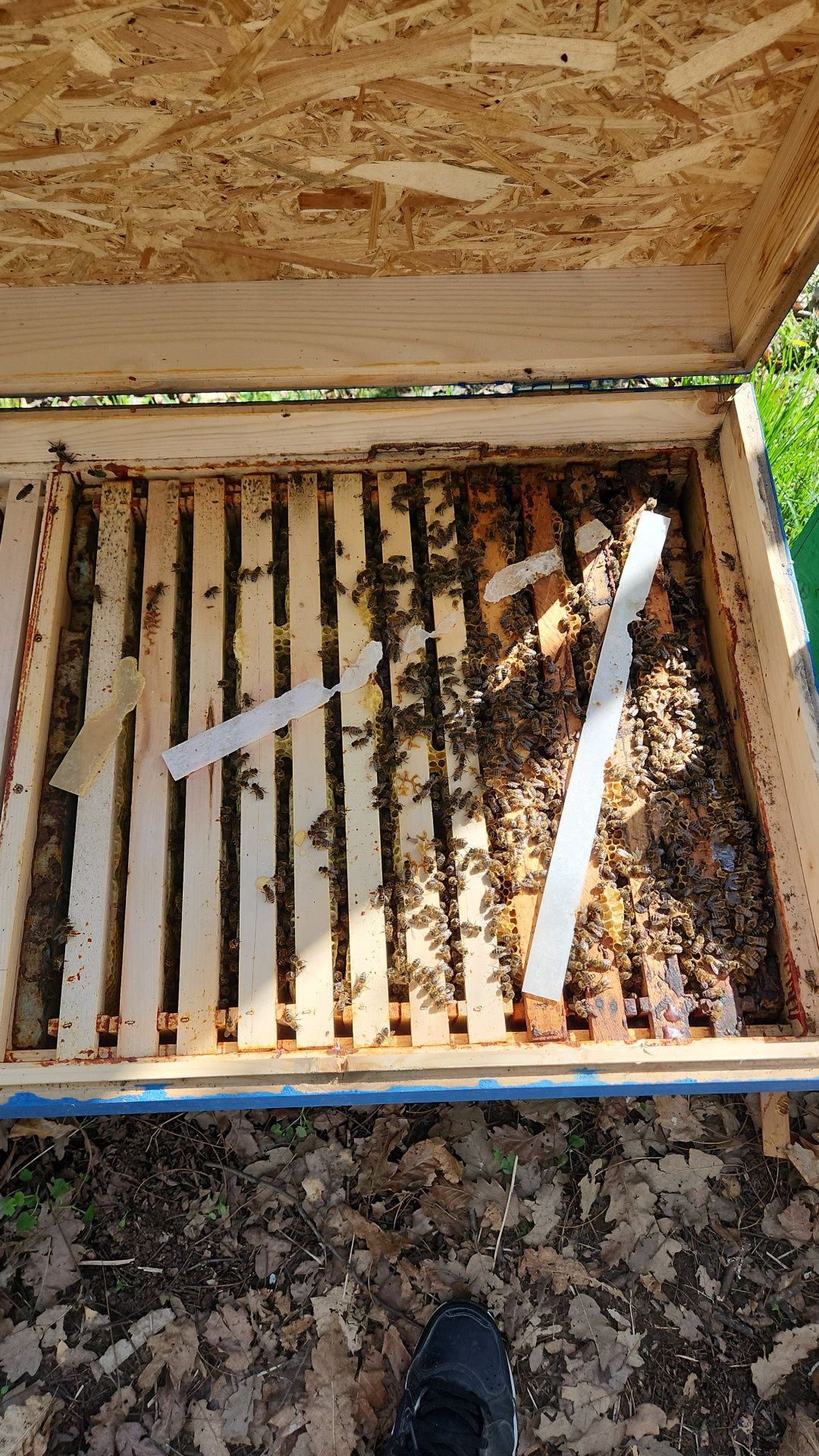 Familii albine  cu lazi de vanzare