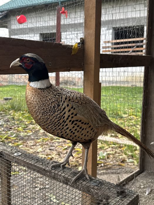 Fazani comuni si tenebros