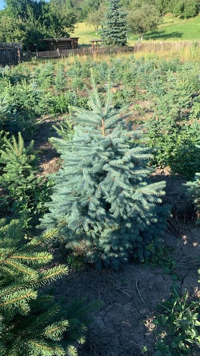 Brazi Argintii crescut in Romania