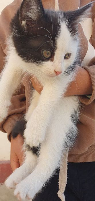 Mehribon qo'llarga mushukchalar beriladi