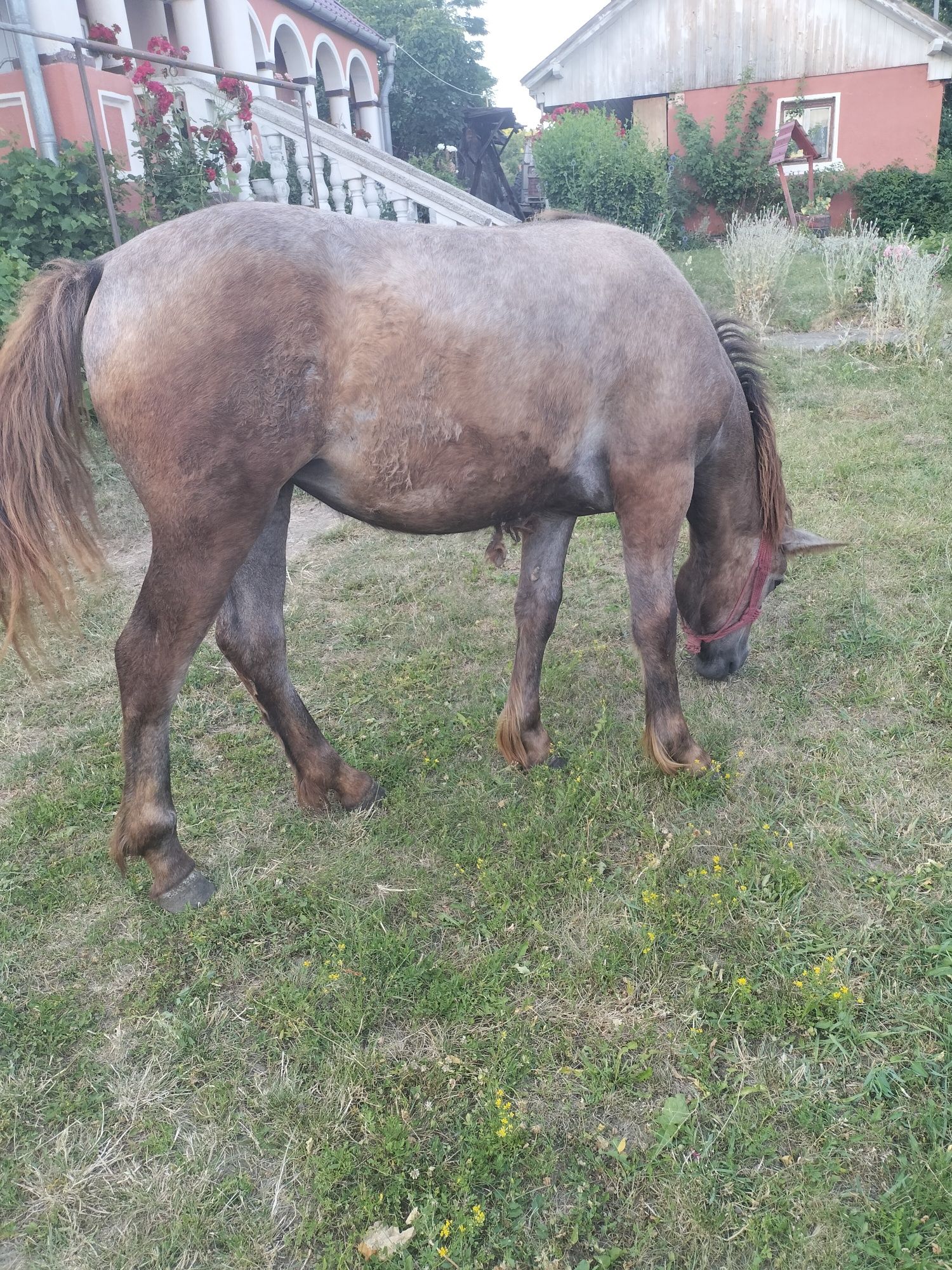 Mânză in vârstă de 1 an și 1 luna