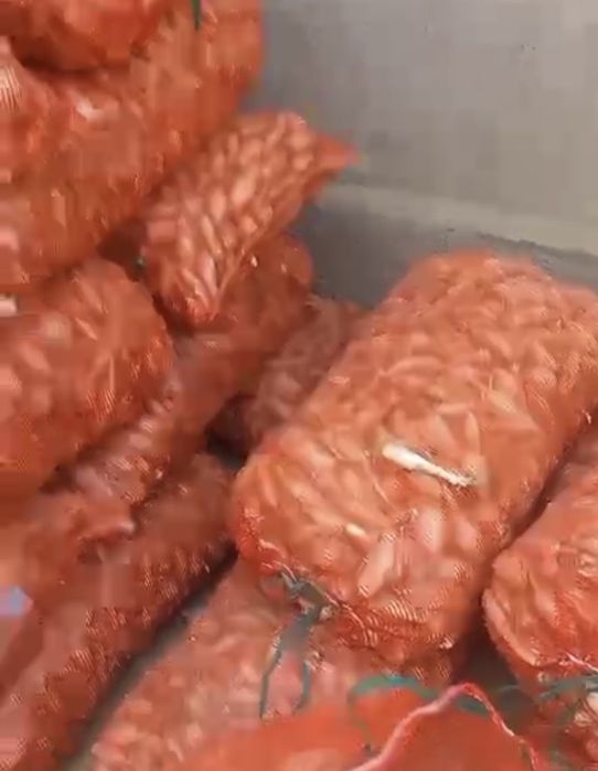 Лук на посадку Стардаст Каратал Шалот