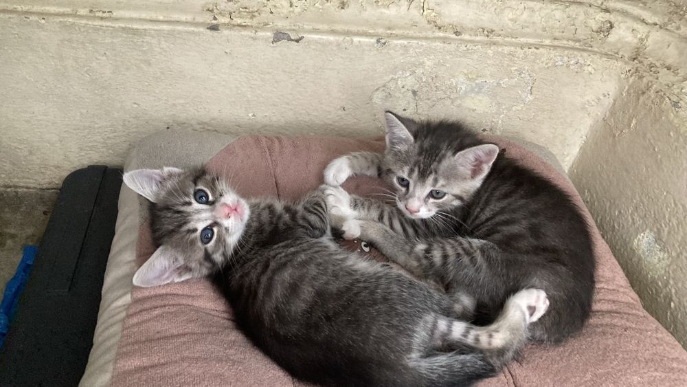 Adopție pisici mici