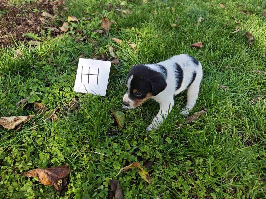 Подаряват се малки кученца