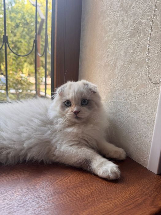 Scottish fold длинношёрстная (девочка) 3 месяца