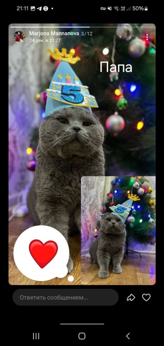 Продаются котята скоттиш фолд