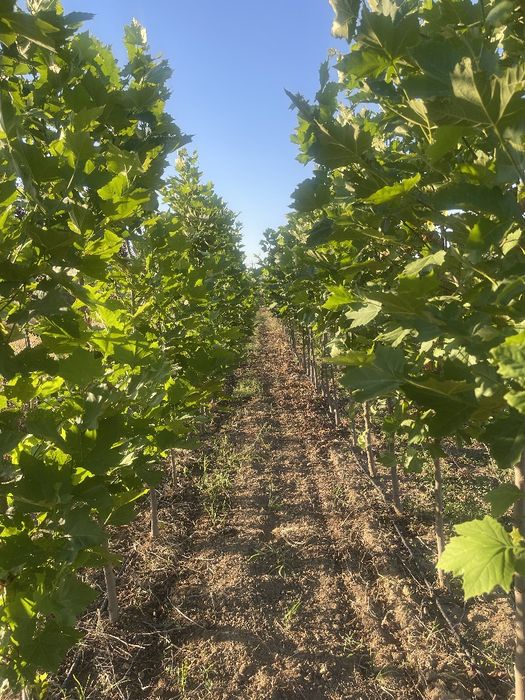 Tuia Platan Arțar Photinia