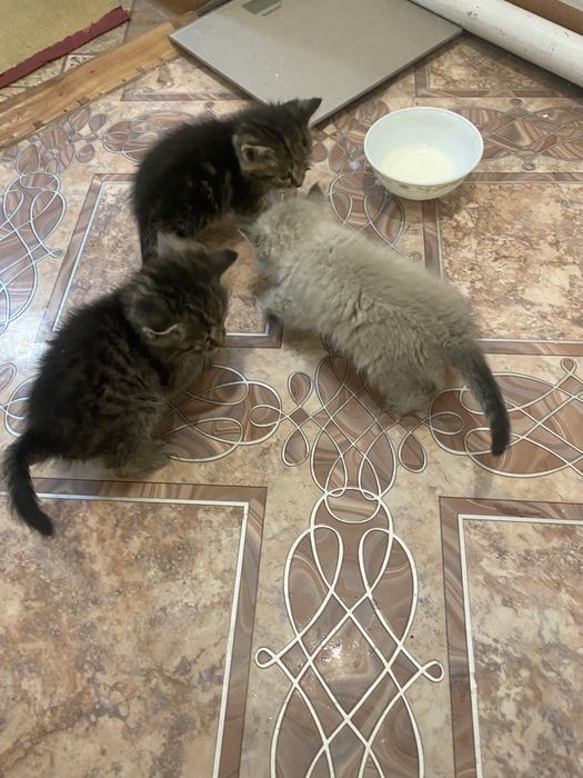 Отдам котят в хорошие руки