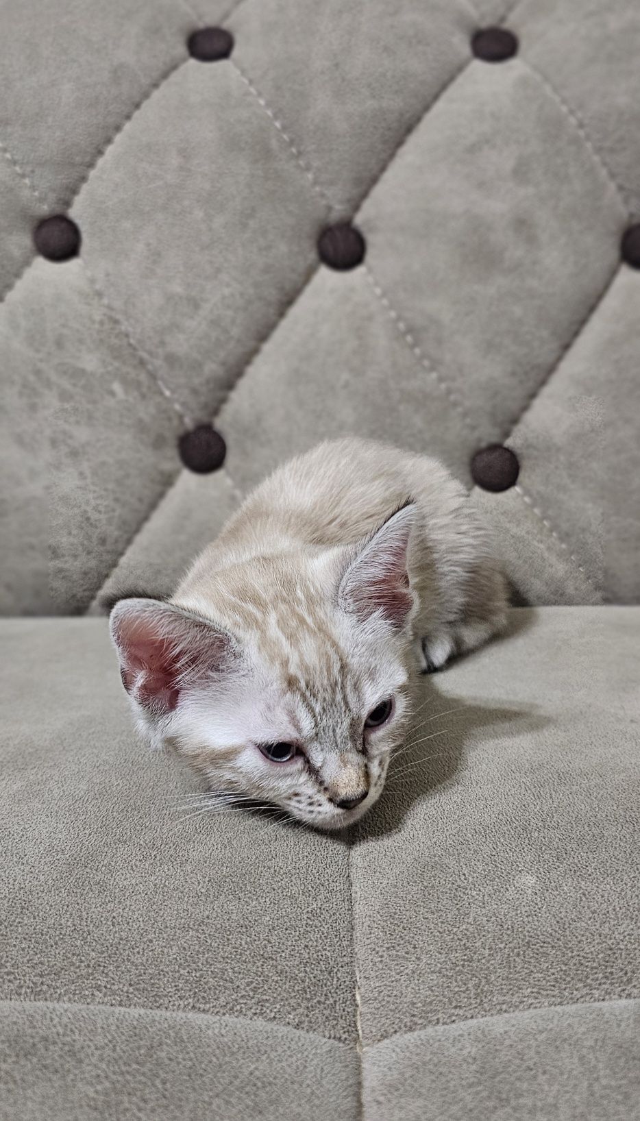 Бенгальские котята