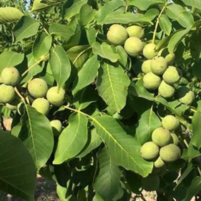 Pomi Fructiferi  nuc Franquette