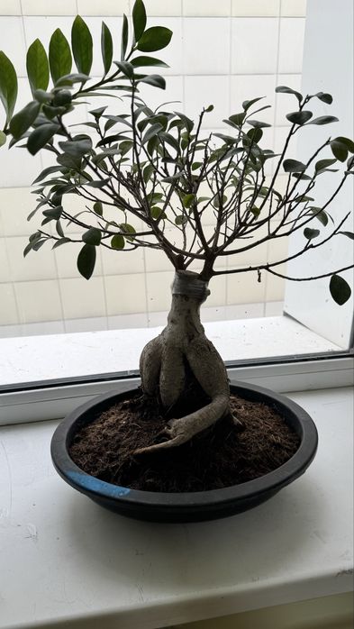 Фикус Бонсай комнатное дерево
