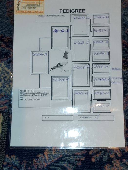 Femela porumbei 2024