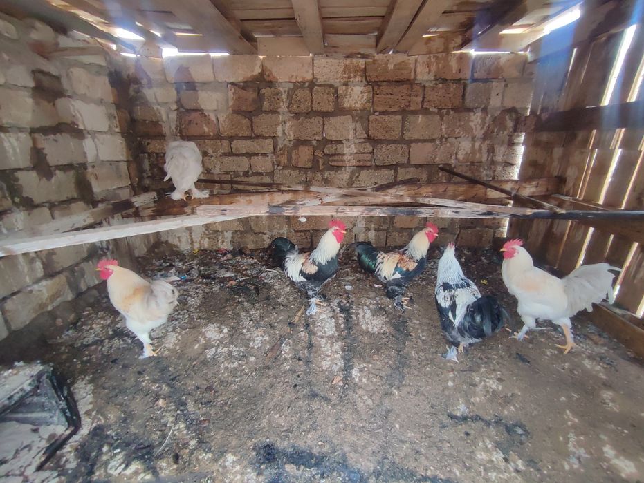 Қораздар сатылады.