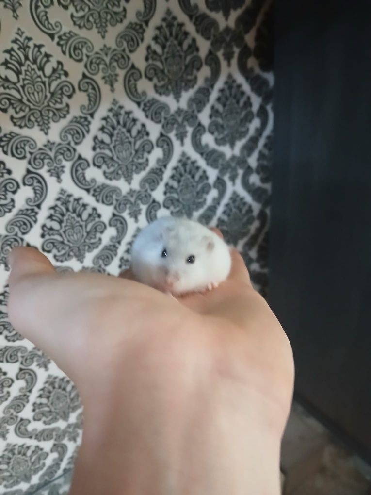 Vând 2 hamsteri pitici masculi