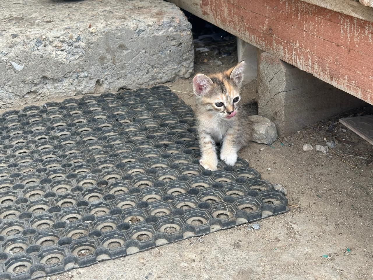 Котёнок 1,5 месяца