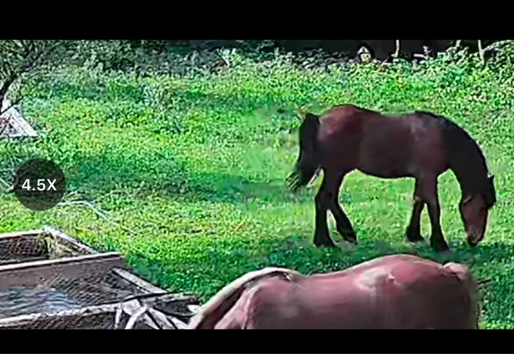 Mânz de vânzare(frumos)