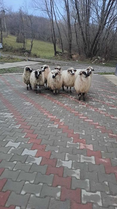 Vand oii toate sunt tinere