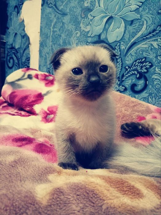 Сиамский пишик киз