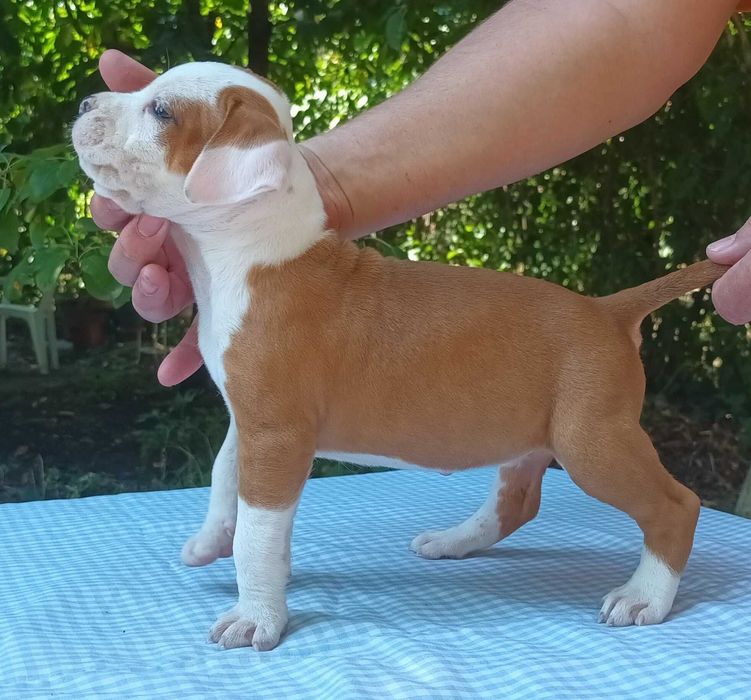 Американски стафордширски териер - елитни родители с родословие