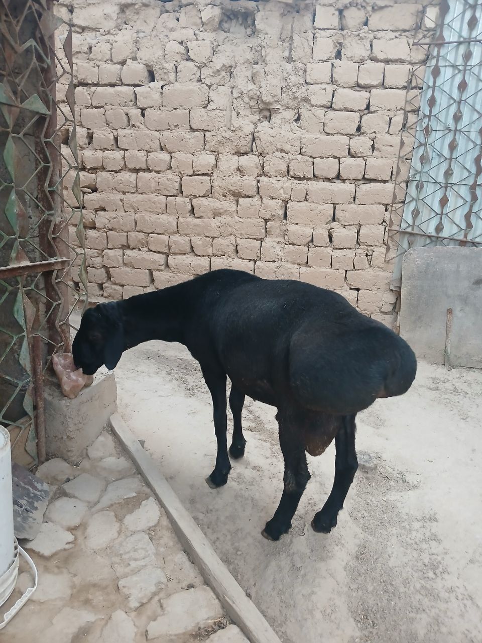 Qozi qochqor sotiladi