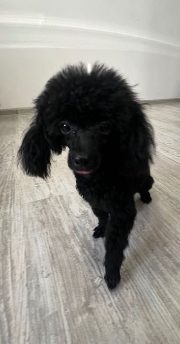 Пудел Той (teacup) - Poodle Toy (teacup)