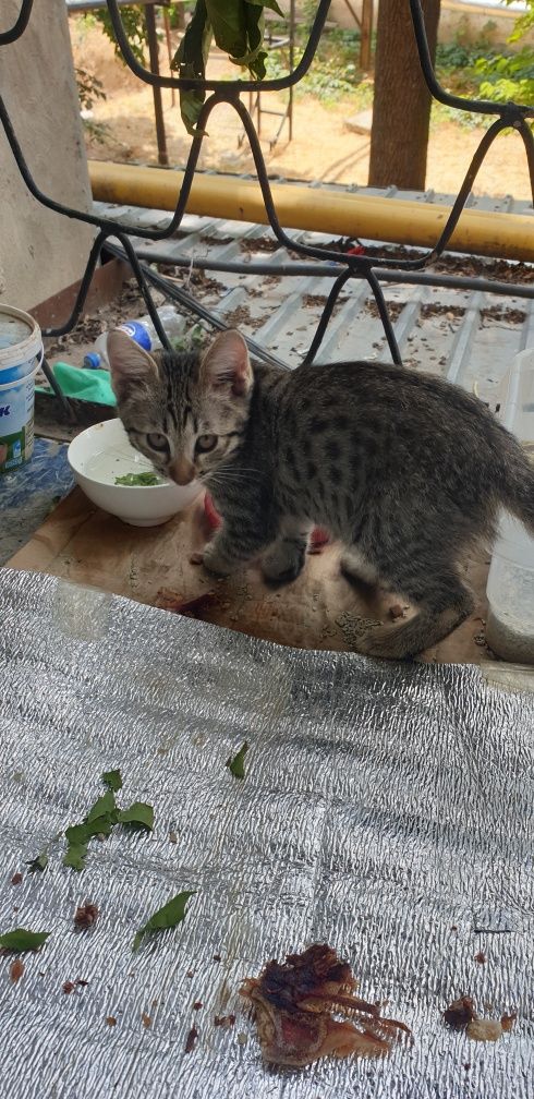 Кошка   Мушук  жуда уйинкарок