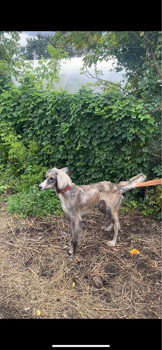 Көк қаншық тазы сатылады 5 қар басқан,продам тазы 5 лет