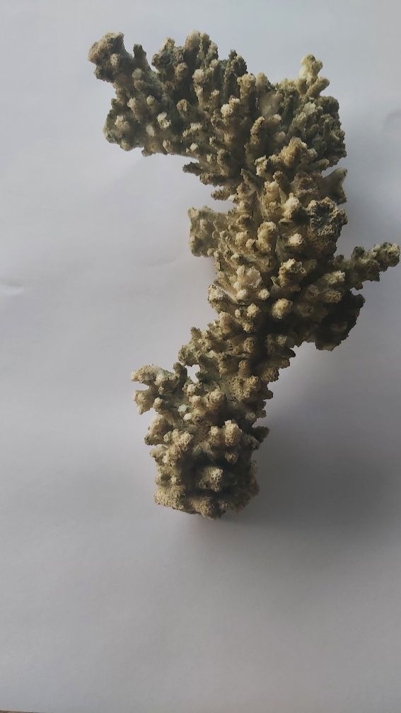 Естествен морски корал