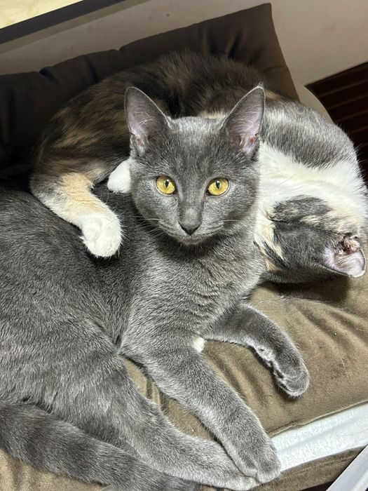 Кошку в добрые руки