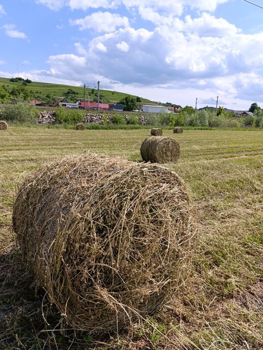 Vând baloți de lucerna
