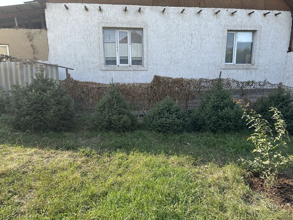 Елка разного размера и высоты продаем от 1 до 2 метров