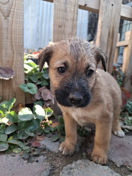 Щеночек звоночек в поиске дома